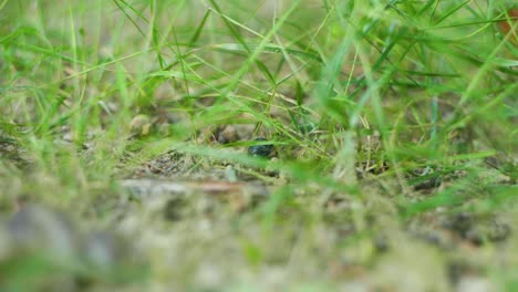 Macro-shot-of-a-beetle-walking-on-a-path-of-grass,-in-the-middle-of-the-forest