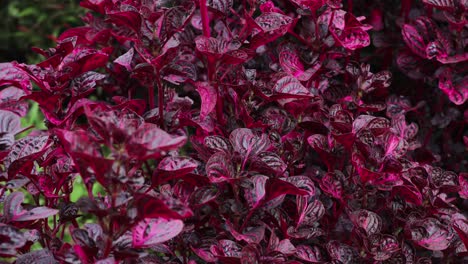 Rote-Lila-Basilikumpflanzenblätter