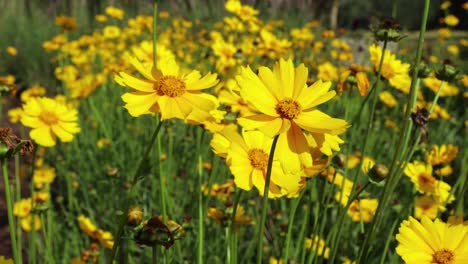 Yellow-chamomile-flowers-swaying-in-wind