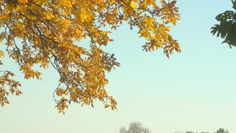 Goldene-Blätter-An-Einem-Baum-Während-Der-Herbstsaison