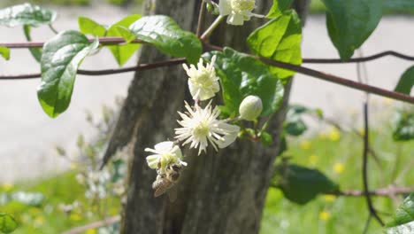 Eine-Biene,-Die-Pollen-Von-Einer-Wildblume-Sammelt