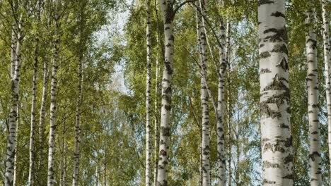 Close-up-Birch-Tree-Woods-in-Jyvaskyla,-Finland---60fps,-4k