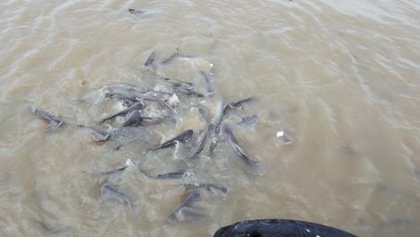 Fütterung-Von-Fischen-Süßwasserfische,-Die-Am-Tag-In-Flüssen-Und-In-Der-Natur-Aufgezogen-Wurden