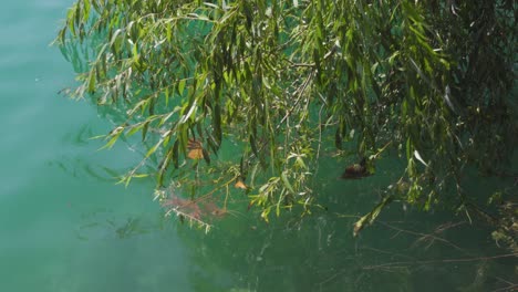 A-Willow-Branch-Semi-Submerged-in-a-Blue-Lake-Water