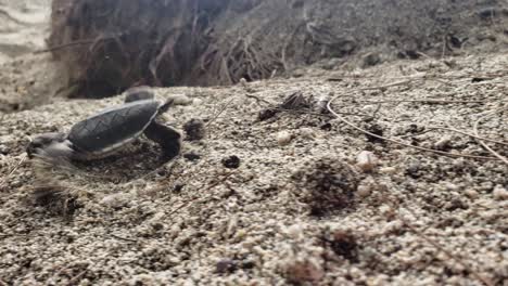 Eine-Einsame-Meeresschildkröte,-Die-Im-Sand-Kriecht