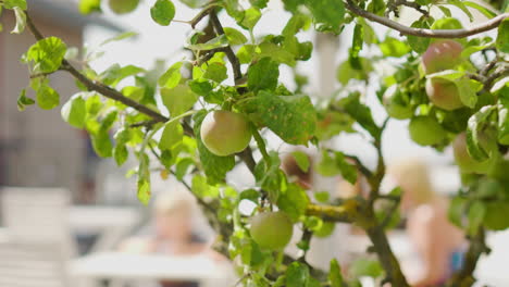 Granny-Smith-Grüne-äpfel-Apfel-Hängende-äste-Obstbäume-Wachsen-Früchte-Birne-Birnen-Gemüse-Grün-Gesund-Sommer-Beeren-Apfelwein-Kochen-Kuchen-Saft-Biene-Bestäubung-Samen-Wild-Applejack-Sonne