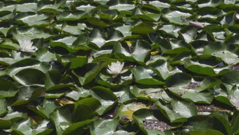 Few-Lily-Flowers-Softly-Rippling-in-the-Water-Surrounded-by-Lily-Pads