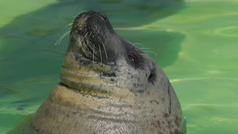 Head-of-Adult-Harbor-seal-stuck-out-of-water-relaxing-with-closed-eyes---close-up-view-in-Texel,-Netherlands