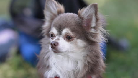 Happy-chihuahua,-dog-in-the-garden