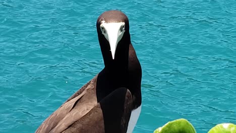 Close-Up-Of-Brown-Booby-With-Rippling-Blue-Sea-In-Background