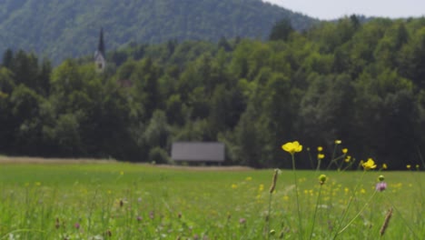 Eine-Nahaufnahme-Von-Wildblumen-Im-Vordergrund-Mit-Einer-Almwiese-Und-Einem-Kirchturm-Im-Hintergrund