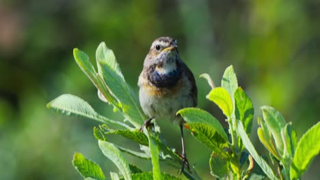 Bluethroat-Perched-On-Plant-Leaf-Outside-Looking-Around