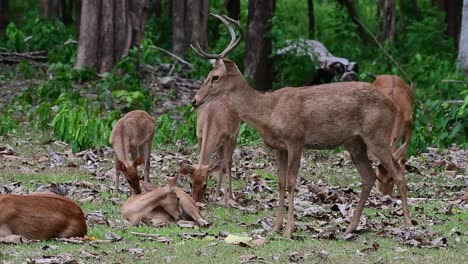 A-stag-standing-and-shaking-its-head,-some-females-on-the-ground,-others-grazing