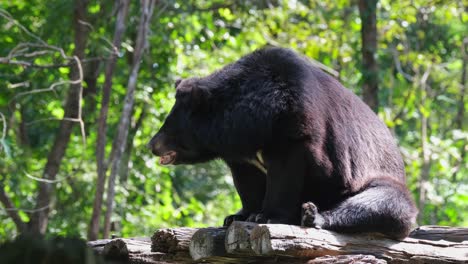 Body-extended-towards-the-left-while-panting,-lovely-morning-light,-Asiatic-Black-Bear,-Ursus-thibetanus,-Huai-Kha-Kaeng-Wildlife-Sanctuary,-Thailand