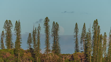 Time-lapse-of-moonrise,-clouds-over-columnar-pine-trees,-New-Caledonia