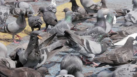 Pigeons-in-the-park-eating-bread-crumbs