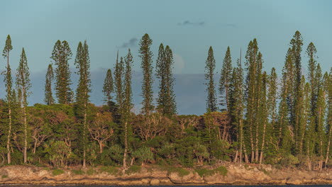 Columnar-pines-along-the-shoreline-of-the-Isle-of-Pines-in-New-Caledonia-with-the-full-moon-rising---time-lapse-tilt-up-to-follow-the-moon