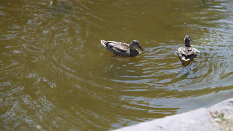 Patos-Salvajes-Nadando-En-Agua-Clara-De-Estanque-En-Un-Jardín
