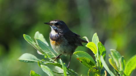 Closeup-of-single-Bluethroat-bird-singing-sits-on-leaves,-day