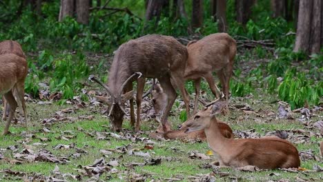 A-stag-seen-feeding-and-others-resting-on-the-grass-during-a-windy-afternoon-in-the-forest