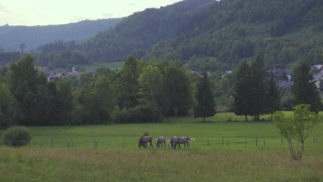 A-Group-of-Horses-Grazing-Around-in-an-Alpine-Pasture