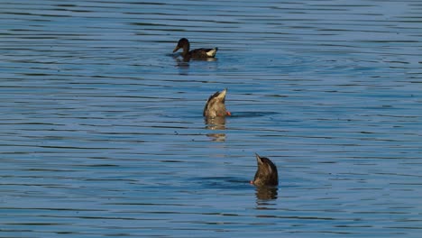 Three-Ducks-Diving-Searching-For-Food-In-Lake