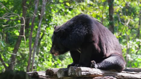 Asiatic-Black-Bear,-Ursus-thibetanus,-Huai-Kha-Kaeng-Wildlife-Sanctuary,-Thailand