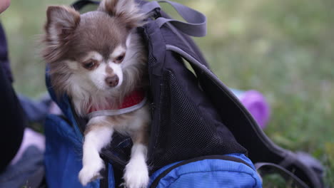 Glücklicher-Chihuahua,-Hund-Im-Garten-In-Zeitlupe