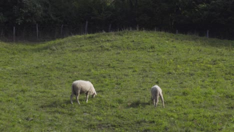 Two-Sheep-Grazing-in-a-Green-Pasture