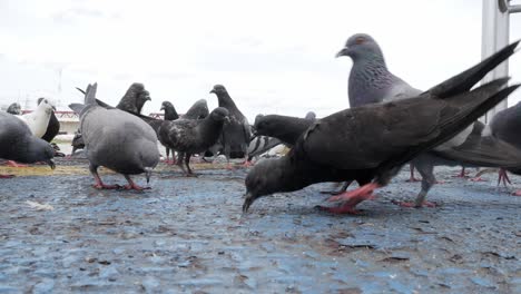 Hungry-pigeons-eating-bread-in-the-street,-feeding-pigeons