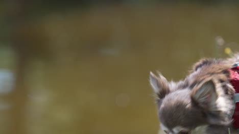 Happy-chihuahua,-dog-walking-near-pond-in-a-garden