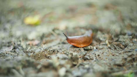 Macro-shot-of-a-slug-slowly-moving-along-on-a-dirt-path