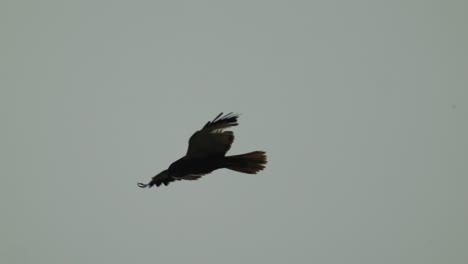 Rotmilan-Greifvogel-Fliegt-Und-Schlägt-Mit-Den-Flügeln