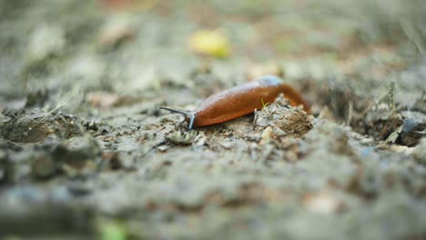 Macro-shot-of-a-slug-slowly-moving-along-on-a-dirt-path