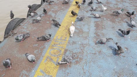 Hungry-bird.-Pigeons-eat-bread.-Wild-bird