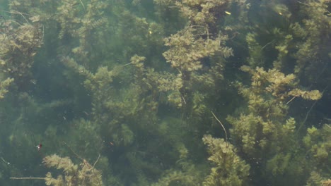 Un-Bosque-De-Algas-Ondeando-Tranquilamente-En-El-Agua
