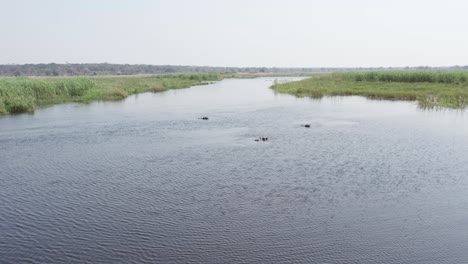 Hipopótamos-Flotando-En-El-Río-Namibio-Cuando,-Vista-Aérea-Del-Hipopótamo