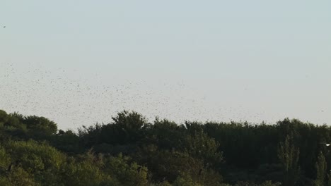 Slow-motion-tracking-shot-capturing-starling-flock-of-migratory-birds-flying-across-the-clear-sky