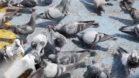 Close-up-flock-of-pigeons-eating-a-piece-of-bread