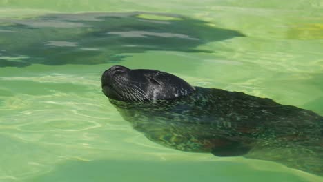 Seal-swimming-in-water-with-nose-out,-relaxed