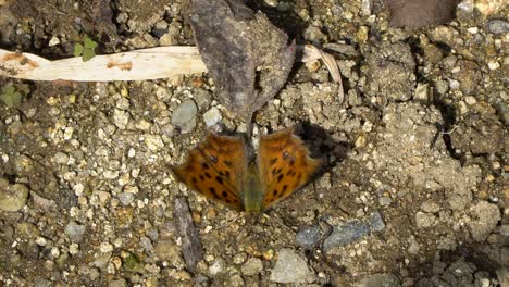 A-scarce-tortoiseshell-butterfly-with-orange-wings-and-black-spots-flaps-its-wings-on-the-ground-as-ants-crawl-by