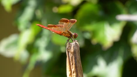 Firecracker-Skimmer-Red-Dragonfly-Landing-on-Rot-Dry-Plant-and-Turning-Around,-South-Korea,-Geumsan-city,-real-time-close-up