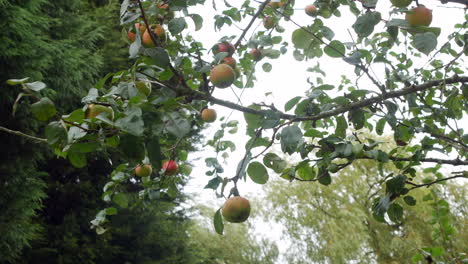 Manzanas-Colgando-De-Una-Rama-De-Un-Manzano-Que-Sopla-En-El-Viento