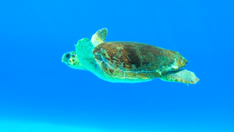 Meeresschildkröte-Schwimmt-Im-Blauen-Wasser-Unter-Wasser-In-Griechenland-Limeni-Peloponnes