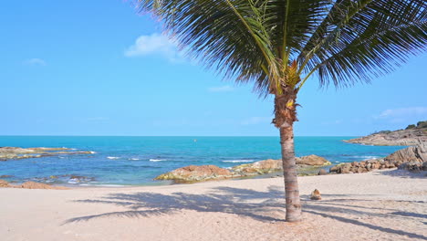 Tropical-rocky-beach-shore-daytime-on-a-sunny-day-with-one-palm-tree-in-the-foreground