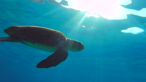 Meeresschildkröte-Schwimmt-Im-Blauen-Wasser-In-Griechenland-Limeni-Peloponnes