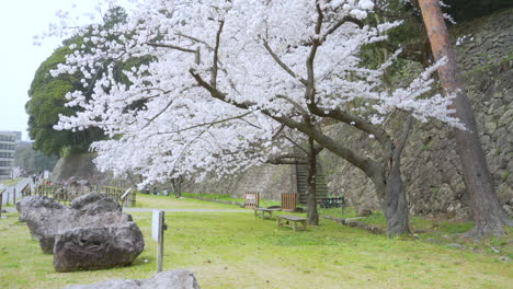 Pale-pink-petals-falling-like-snow-with-sakura-trees-in-the-background-and-benches-underneath-the-trees-on-a-green-field,-Kanazawa,-Japan