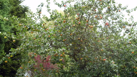 Äste-Von-Äpfeln,-Die-Im-Wind-Auf-Einem-Apfelbaum-Wehen