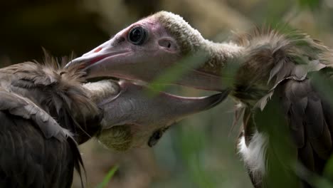 Close-up-of-Two-Hooded-vultures-grooming-each-other