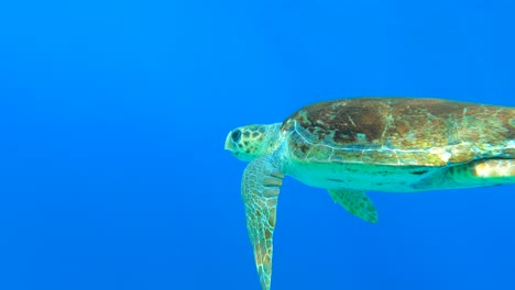 Sea-Turtle-Swiming-in-Blue-Water-Underwater-Slow-Motion-in-Greece-Limeni-Peloponnese
